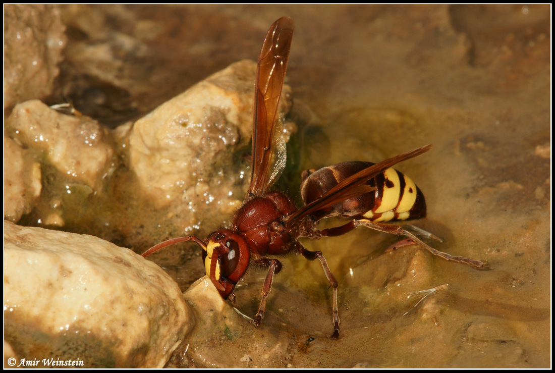 Laphria dizonias